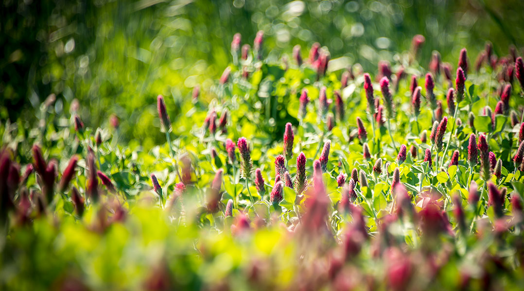 Legume Cover Crops