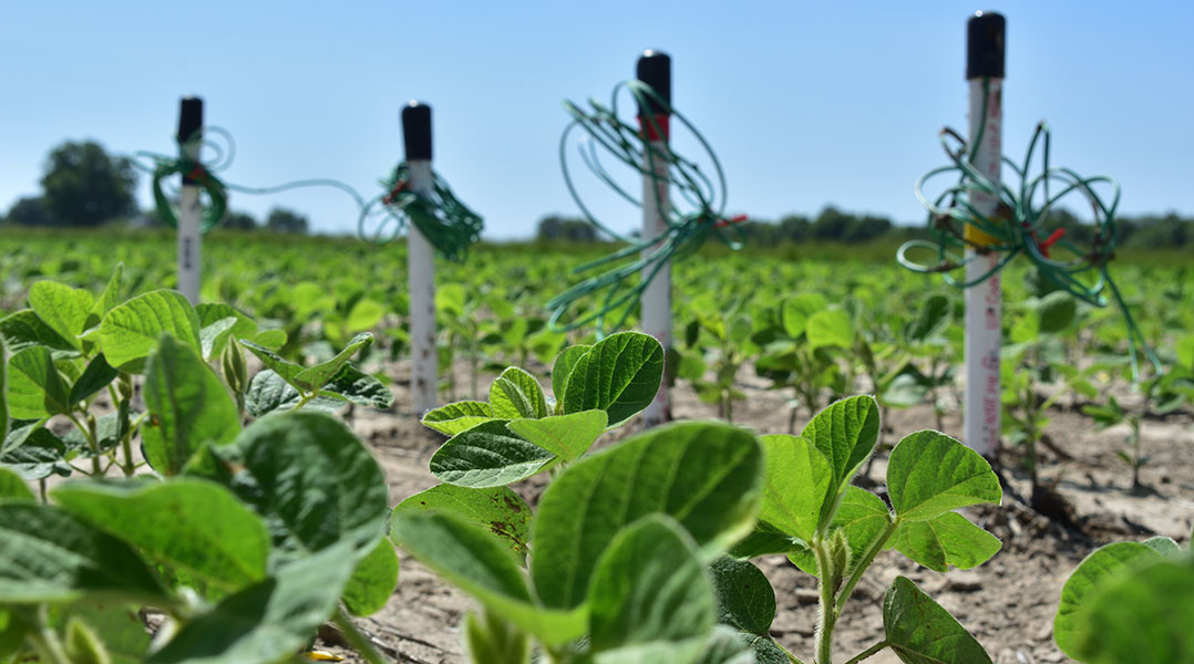 Soil Moisture Sensors in the Field